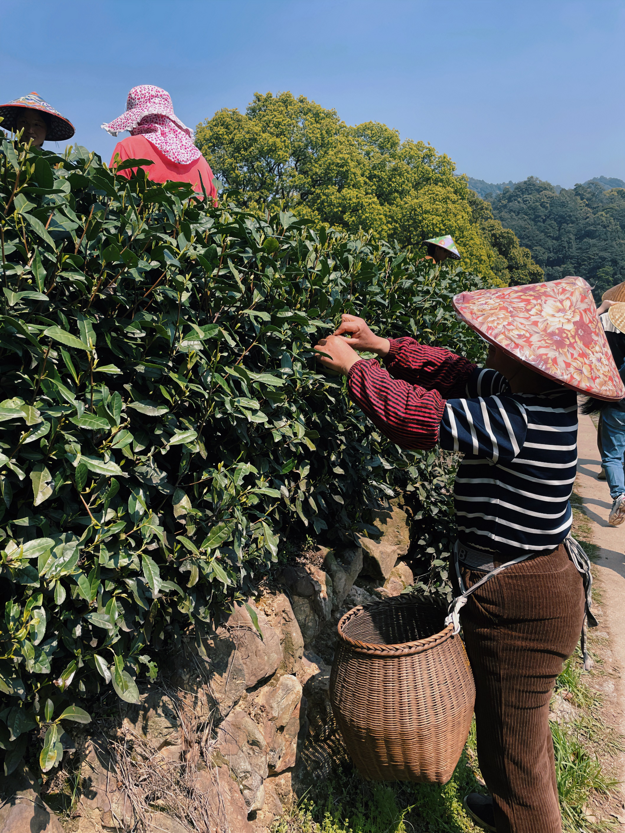 浙茶集团国贸六部联合举办“以茶之名”茶酒学问交流活动